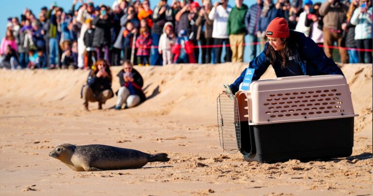 Linguine, la foca que venció la adversidad, regresa a su hábitat natural