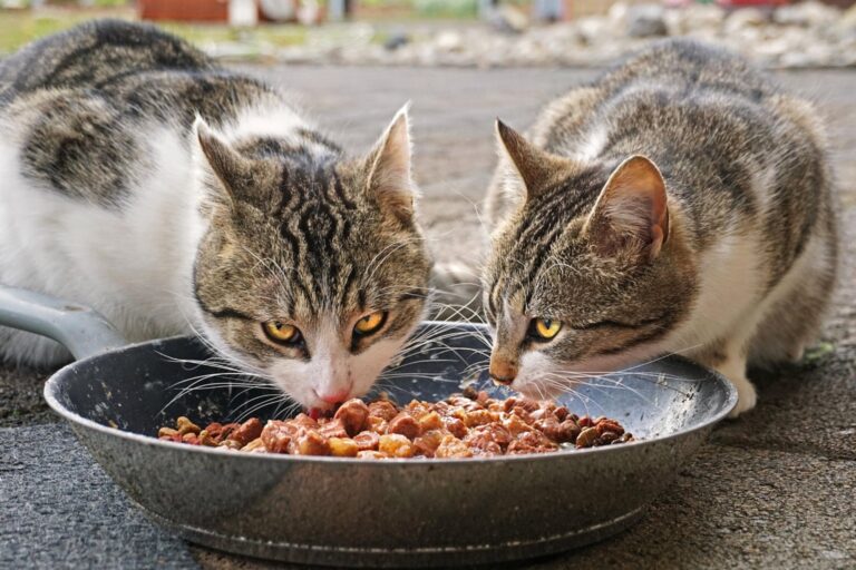 Qué comida de humanos pueden comer los gatos